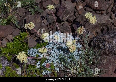 Butte de sarrasin, Eriogonum ovalifolium, qui fleurit près du col Marmot dans la région sauvage de Buckhorn, dans la forêt nationale olympique, dans les montagnes Olympic, à Washington