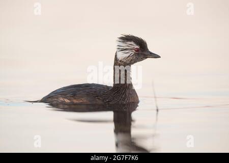 Grebe touffeté blanche (Rollandia rolland) dans le milieu humide de Pampas, province de la Pampa, Patagonie, Argentine. Banque D'Images