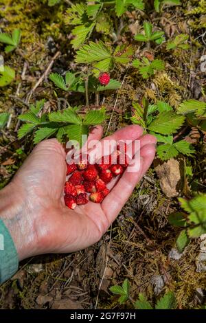 Cueillette de fraises forestières, Fragaria vesca, dans la région sauvage de Buckhorn, dans la forêt nationale olympique, dans les montagnes olympiques, État de Washington, États-Unis Banque D'Images