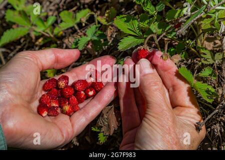 Cueillette de fraises forestières, Fragaria vesca, dans la région sauvage de Buckhorn, dans la forêt nationale olympique, dans les montagnes olympiques, État de Washington, États-Unis Banque D'Images