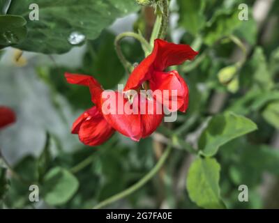 Lathyrus « signe rouge » Banque D'Images