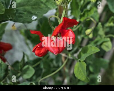 Lathyrus « signe rouge » Banque D'Images