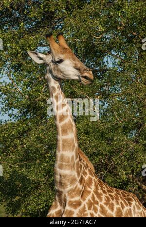 Jiraffa, Giraffa camelopardalis, dans l'environnement de la savane africaine, Parc national Kruger, Afrique du Sud. Banque D'Images