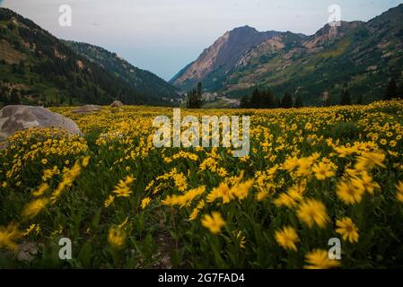 Fleurs sauvages jaunes soufflant dans le vent sur une colline de montagne. De belles fleurs sauvages dans le bassin de l'Albion, Utah, sont mondialement connues. Banque D'Images