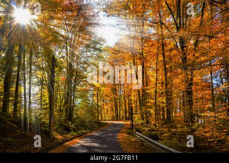 Le soleil brille derrière les grands arbres dans une forêt d'automne Banque D'Images