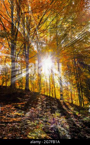 Le soleil brille derrière les grands arbres dans une forêt d'automne Banque D'Images