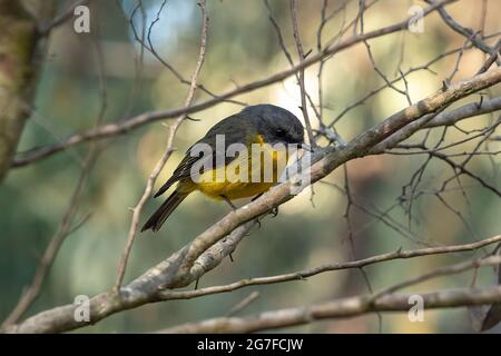 Rouge-gorge jaune de l'est, Eopsaltria australis, dans le parc national d'Otway, Victoria, Australie Banque D'Images