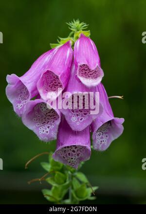 Foxglove Digitalis purpurea, en fleur dans un jardin Foxglove est une plante de jardin bisannuelle commune qui contient la digitoxine, la digoxine, et d'autres glyc cardiaques Banque D'Images