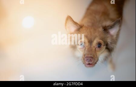 Chihuahua chien long brun de cheveux regardant l'appareil photo pour prendre des photos, mignon chien Chihuahua et amical avec leur propriétaire. Banque D'Images