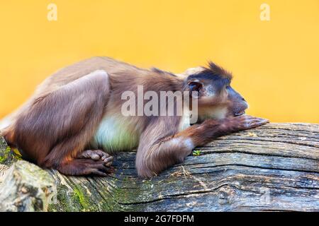 Mangabey à couronne blanche debout sur le rondins . Triste singe Banque D'Images