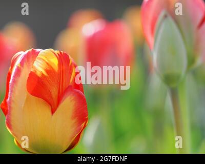 Tulips colorés poussant dans un jardin Banque D'Images