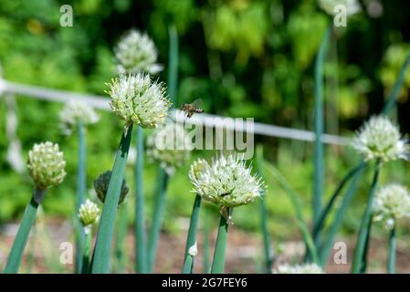 une guêpe s'est envolée dans le jardin avec un noeud décoratif Banque D'Images