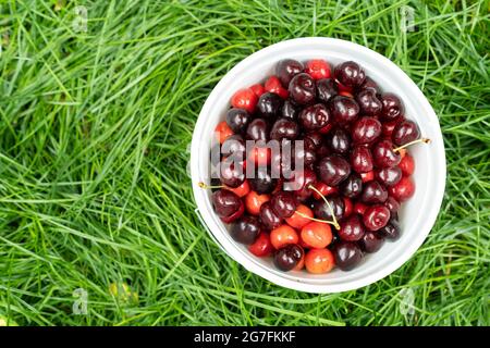 Cerises fraîchement cueillies dans un panier dans le jardin Banque D'Images