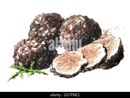 Champignons truffes noirs avec branche de mousse verte de forêt, Aquarelle dessin à la main illustration isolée sur fond blanc Banque D'Images