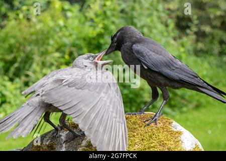 Jackdaws (Corvus monedula). Les deux juvéniles de l'année, de différents nids. Mutation grise, aberrante, oiseau à gauche, adoptant une posture de mendicité pour être nourri Banque D'Images