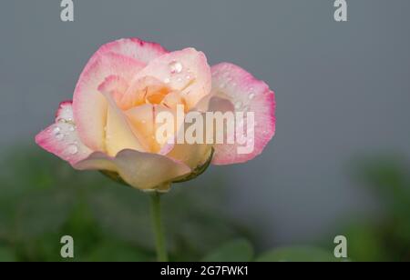 Gouttes d'eau sur la fleur rose avec des feuilles dans le jardin. Gros plan une belle fleur avec gouttes de pluie sur l'arrière-plan flou avec espace de copie. Banque D'Images