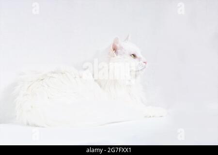 Chat domestique à poils longs blanc couché sur fond blanc. Vue latérale. L'œil jaune observe quelque chose à l'extérieur du cadre. Angora turc. Banque D'Images