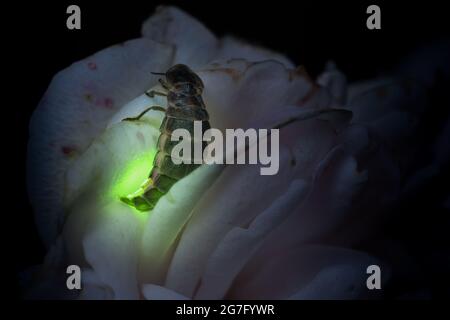 Une femme lucidement assise sur une rose lumineuse Banque D'Images