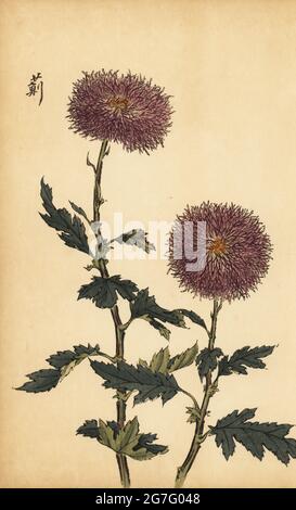 Chrysanthème violet hybride, Chrysanthemum indicum. Impression de blocs de bois de couleur main d'après Keika Hasegawa de Keika Hyakugiku, Keika's 100 Chrysanthemums, publié par Naosaburo Yamada, Kyoto, Japon, 1893. Keika Hasegawa a dessiné des fleurs et des motifs pour le kimono à Kyoto dans les dernières années du XIXe siècle. Banque D'Images
