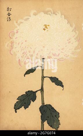 Chrysanthème blanc hybride, Chrysanthemum indicum. Impression de blocs de bois de couleur main d'après Keika Hasegawa de Keika Hyakugiku, Keika's 100 Chrysanthemums, publié par Naosaburo Yamada, Kyoto, Japon, 1893. Keika Hasegawa a dessiné des fleurs et des motifs pour le kimono à Kyoto dans les dernières années du XIXe siècle. Banque D'Images