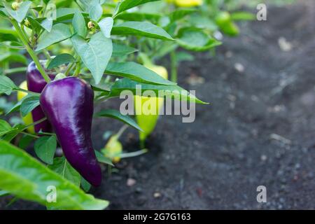 Poivre violet sur la brousse. Plantes sur le lit de légumes à l'extérieur. Poivrons violets et verts poussant dans le jardin Banque D'Images