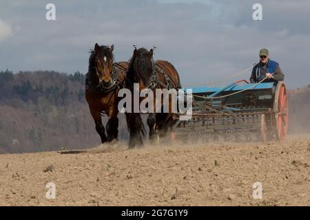 Chevaux travaillant dans l'agriculture Banque D'Images