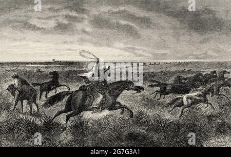 Gauchos argentins qui arrondisent les chevaux sauvages, Argentine, Amérique du Sud. Ancienne illustration gravée du XIXe siècle d'El Mundo Ilustrado 1880 Banque D'Images