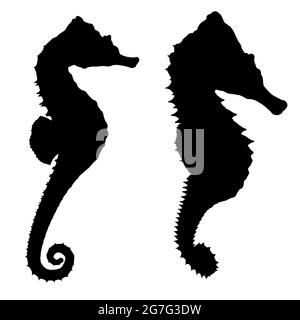 Silhouette d'un hippocampe isolé sur fond blanc. Illustration vectorielle. Illustration de Vecteur