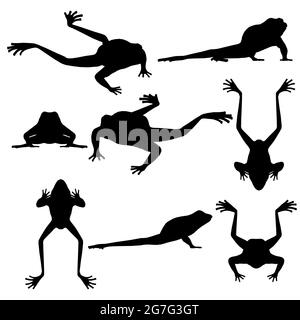 Ensemble avec silhouettes de grenouilles dans différentes positions isolées sur un fond blanc. Illustration vectorielle. Illustration de Vecteur