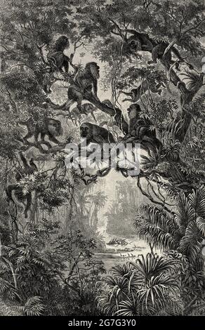 Famille vénézuélienne de singes hurleurs rouges (Alouatta seniculus) Forêt tropicale sur la rivière Escalante Venezuela. Amérique du Sud, ancien XIXe siècle illustration gravée d'El Mundo Ilustrado 1880 Banque D'Images