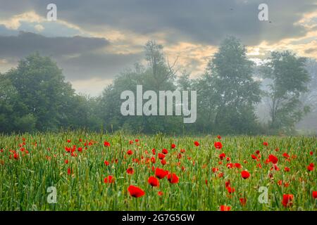 fleurs de pavot rouge parmi le champ de blé vert. beau paysage rural au lever du soleil brumeux. arbres flous au loin. nuages sur le ciel le matin l Banque D'Images