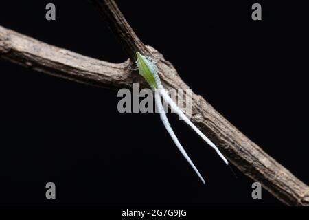 Nymph à trémie à feuilles avec longues queues sur une branche sèche Banque D'Images