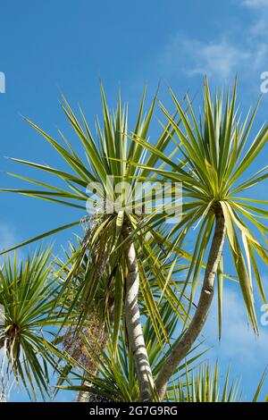 Cordyline australis. Paume de chou contre un ciel bleu Banque D'Images