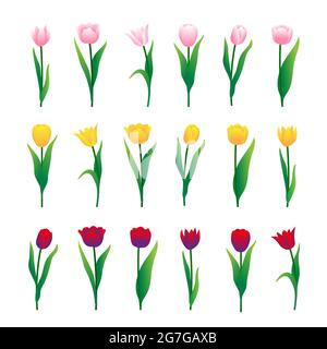 Tulipes colorées isolées sur fond blanc. Illustration vectorielle Illustration de Vecteur