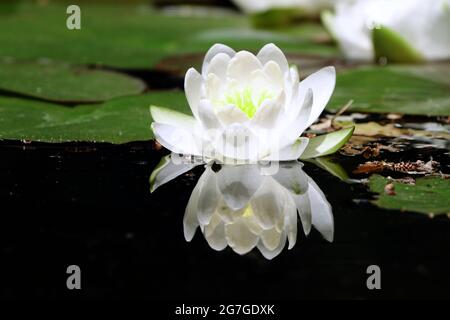 La belle fleur blanche de lotus ou reflet de nénuphars avec l'eau dans l'étang. Le reflet du lotus blanc avec l'eau. Banque D'Images