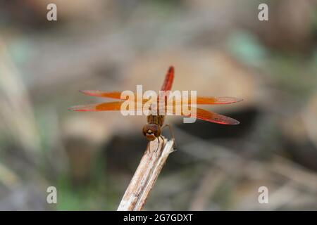 Brachythemis leucosticta, l'enlisement à bandes, est une espèce de libellules de la famille des Libellulidae Nanded District, Maharashtra, Inde Banque D'Images