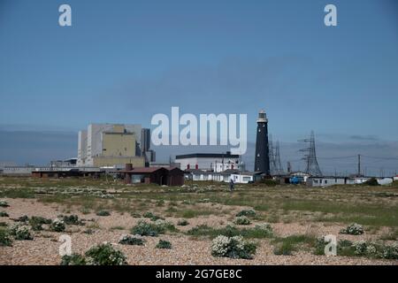 Sea Kale, Crambe maritima. Dungeness, Kent, Royaume-Uni. Affichage de la centrale nucléaire et du phare. Banque D'Images