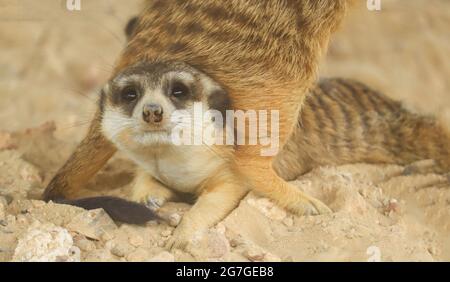 Les meerkats jouent les uns avec les autres en s'amusant Banque D'Images