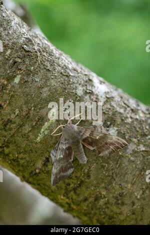 Peuplier hawkmoth: Laothoe popuii Banque D'Images