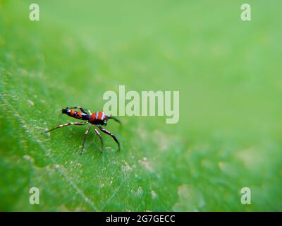 Araignée sauteuse, araignée de paon, chrysilla lauta, Karnataka, Inde Banque D'Images