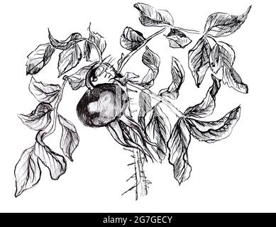 Branche de roses de chien dessinée à la main. Illustration en noir et blanc Banque D'Images