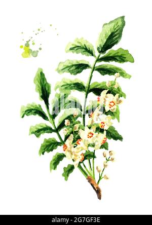 Boswellia carterii branche d'encens avec feuilles et fleurs. Illustration aquarelle dessinée à la main, isolée sur fond blanc Banque D'Images