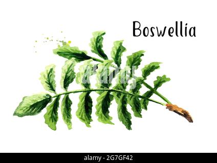 Boswellia carterii branche d'encens avec feuilles. Illustration aquarelle dessinée à la main, isolée sur fond blanc Banque D'Images