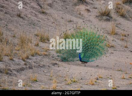 Fleur de Peacock indien, Bandhavgarh Tiger Reserve, Madhya Pradesh, Inde Banque D'Images