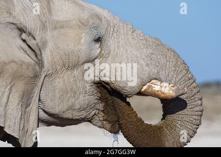 Éléphant de brousse africain (Loxodonta africana), homme adulte qui boit au trou d'eau, portrait animal, Parc national d'Etosha, Namibie, Afrique Banque D'Images