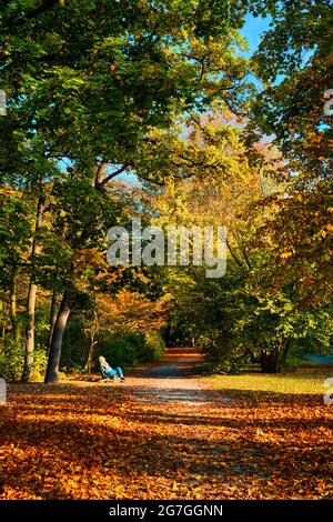 Automne Golden automne octobre dans le célèbre parc public de Munich - Englishgarten. Munchen, Bavière, Allemagne Banque D'Images