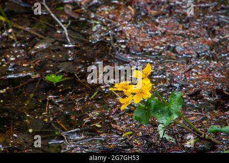 Fleur jaune d'un marais avec espace de copie, également appelé Maltha palustris ou Sumpfdotterblume Banque D'Images