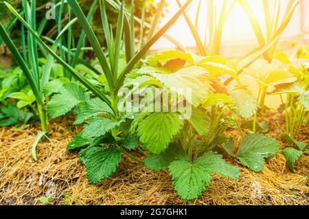 Accompagner la plantation de fraises et d'ail recouvert de paillis. Jardin écologique aux fraises et à l'ail dans le jardin de la ville. Banque D'Images