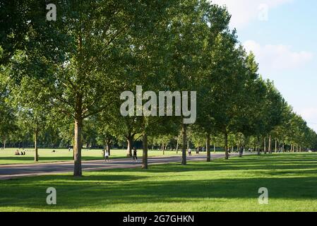 Sentier bordé d'arbres traversant le parc de Finsbury, dans le nord de Londres, en été Banque D'Images