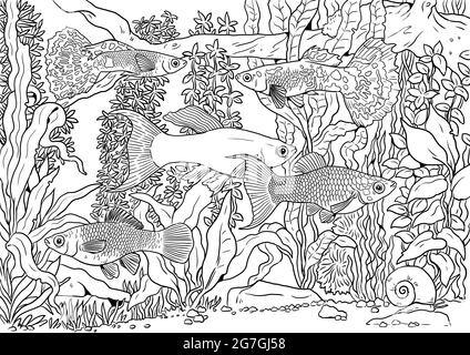 Aquarium avec GuppY, espadon et molly pour colorier. Modèles de poissons tropicaux colorés. Livre de coloriage pour les enfants et les adultes. Banque D'Images